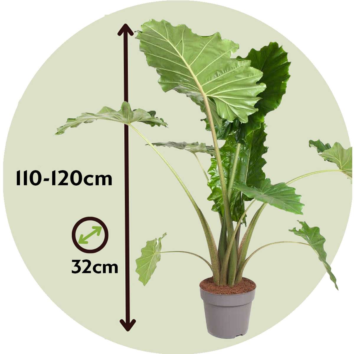 Alocasia Alokasie - Alocasia 'Portodora' - Höhe 110-120Cm - ⌀32Cm
