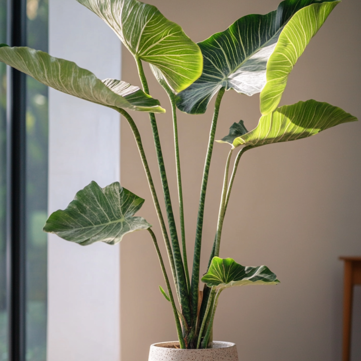 Alocasia Alokasie - Alocasia 'Zebrina' - Höhe 140-150Cm - ⌀32Cm