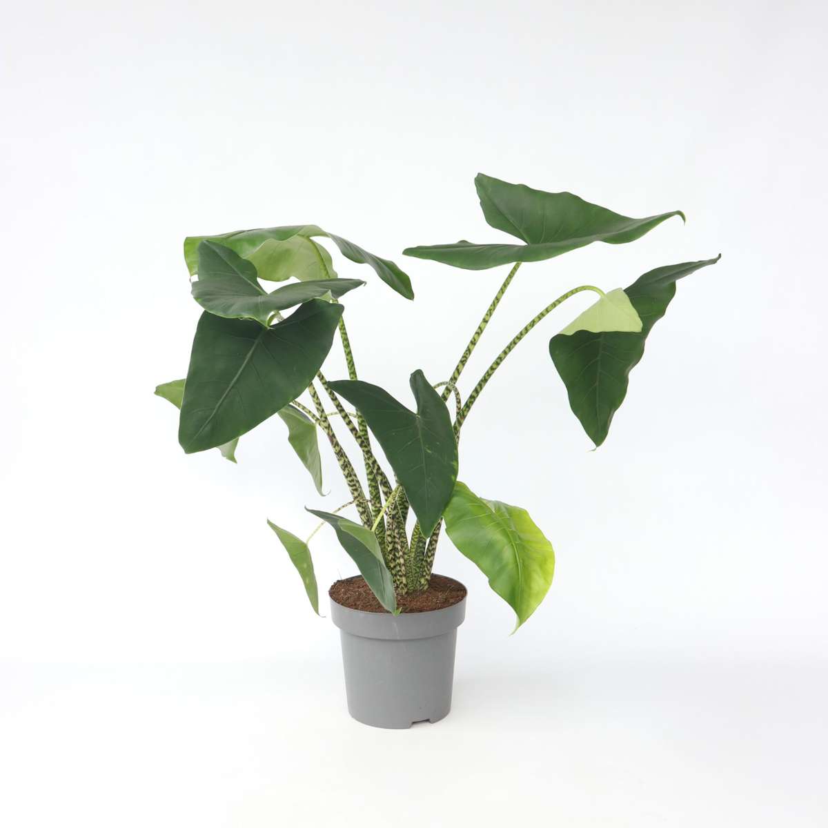 Alocasia Alokasie - Alocasia 'Zebrina' - Höhe 140-150Cm - ⌀32Cm