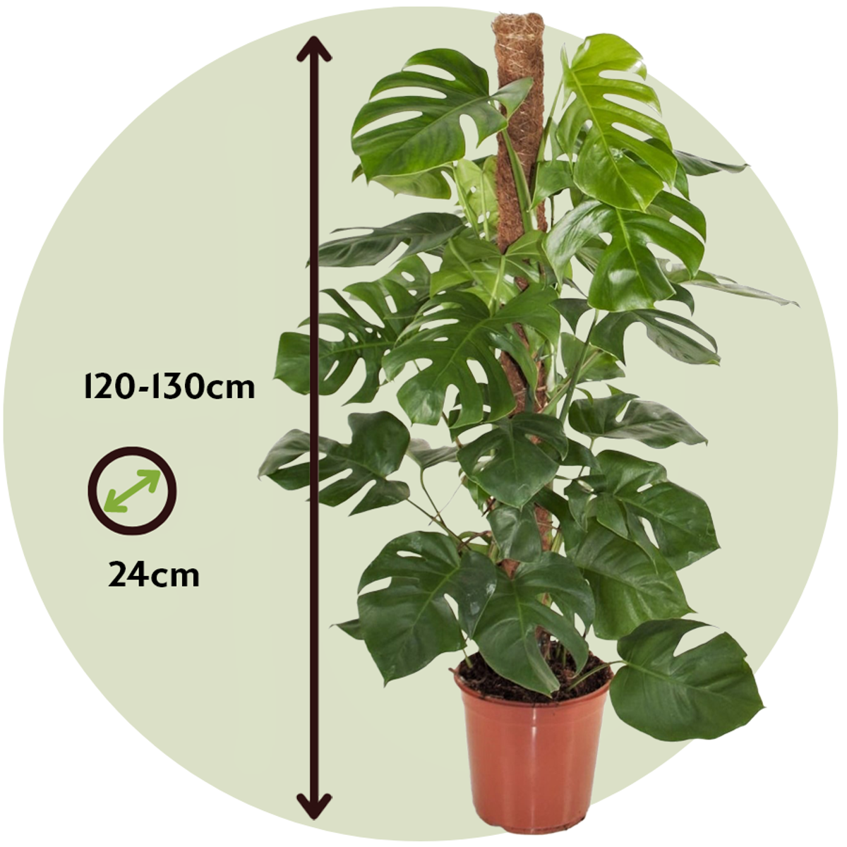 Monstera Fensterblatt - Monstera Deliciosa - Höhe 120-130Cm - ⌀24Cm