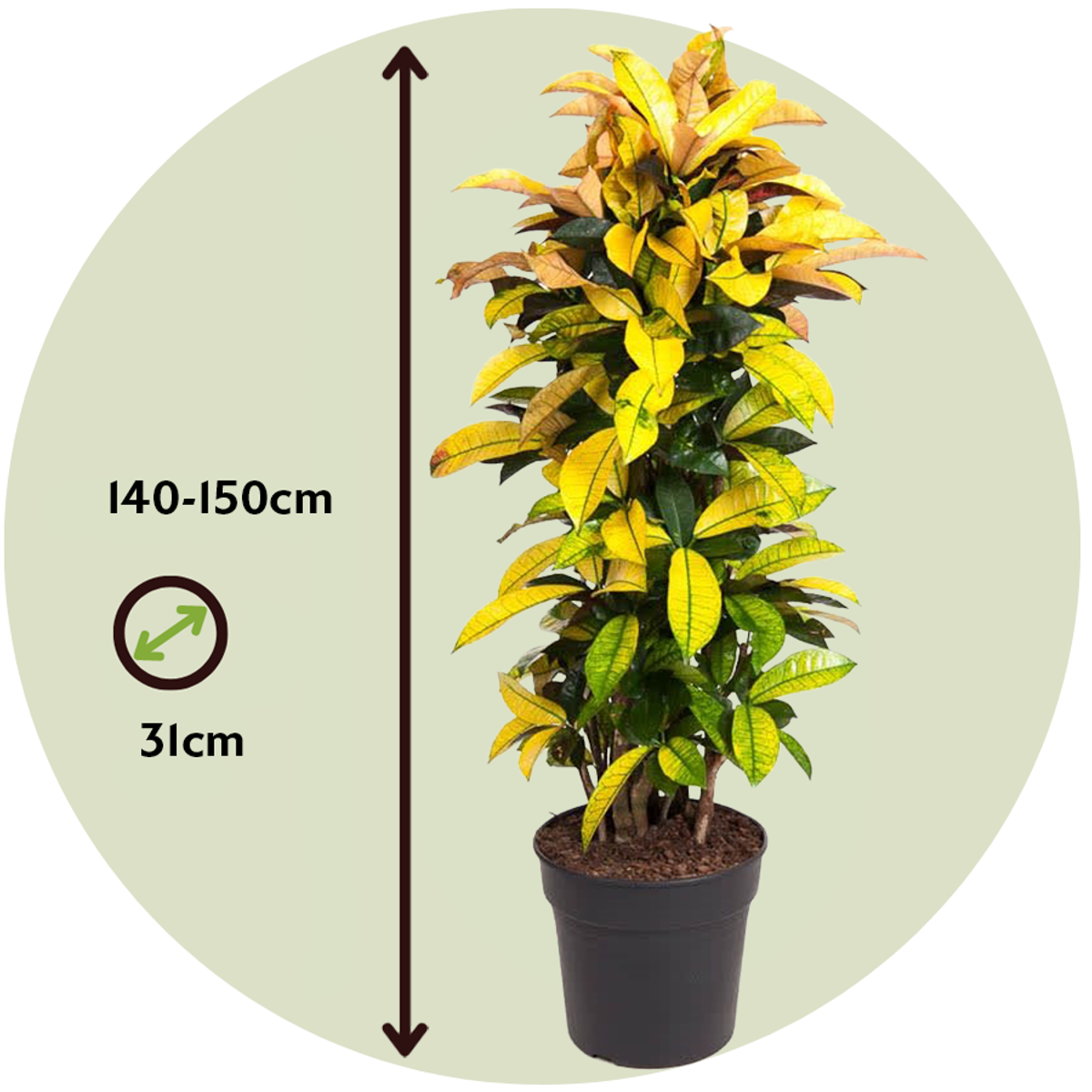 Other Green Houseplants Kroton - Codiaeum Variegatum 'Mrs. Iceton' - Höhe 140-150Cm - ⌀31Cm