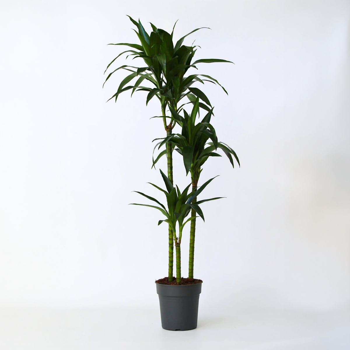 Dracaena Drachenbaum - Dracaena Deremensis 'Janet Craig' - Höhe 140-150Cm - ⌀24Cm
