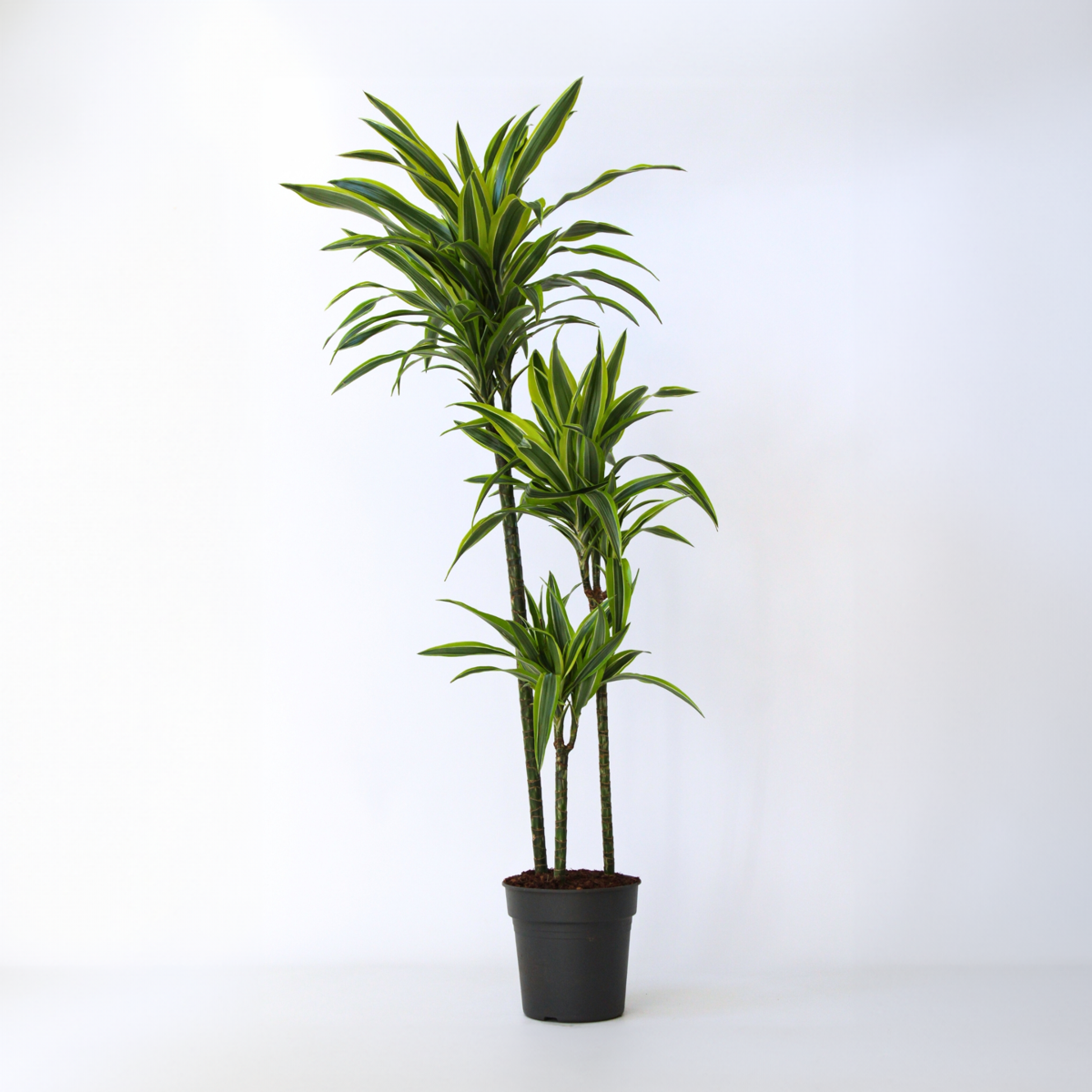 Dracaena Drachenbaum - Dracaena 'Lemon Lime' - Höhe 130-140Cm - ⌀24Cm