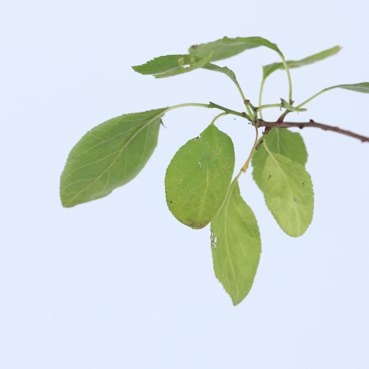 Fruit Trees Pflaumenbaum - Prunus Domestica 'Opal' - Höhe 90-100Cm - ⌀21Cm