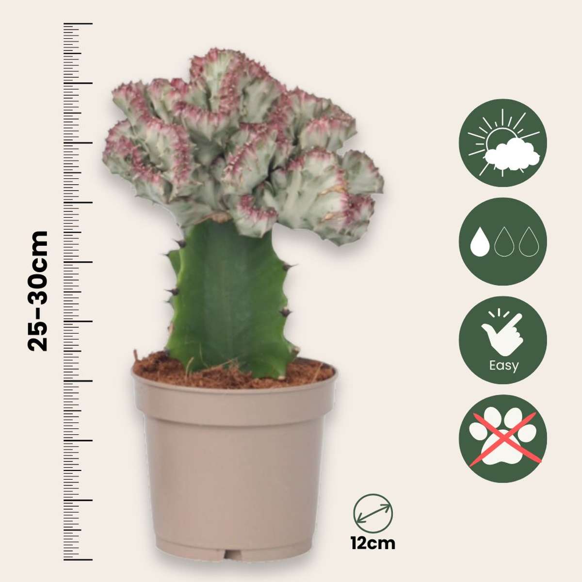 Cactus Cowboy-Kaktus - 2 Stk - Euphorbia 'Lactea' - Höhe 25-30Cm - ⌀12Cm