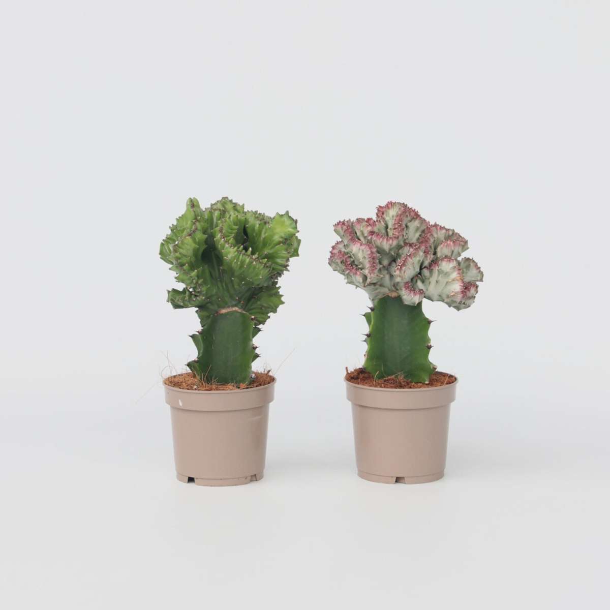 Cactus Cowboy-Kaktus - 2 Stk - Euphorbia 'Lactea' - Höhe 25-30Cm - ⌀12Cm