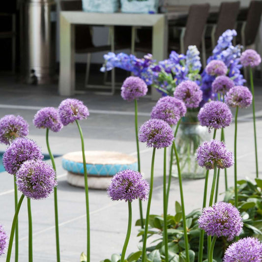 Alliumzwiebeln - 16 Stk - Allium 'Gladiator' - Blumenzwiebeln - Lila