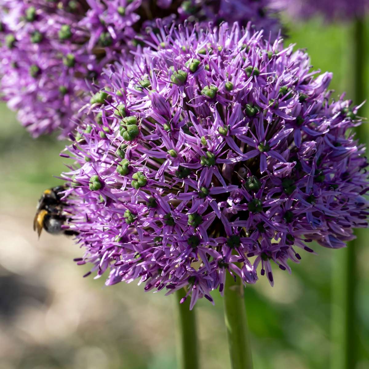 Alliumzwiebeln - 16 Stk - Allium 'Gladiator' - Blumenzwiebeln - Lila