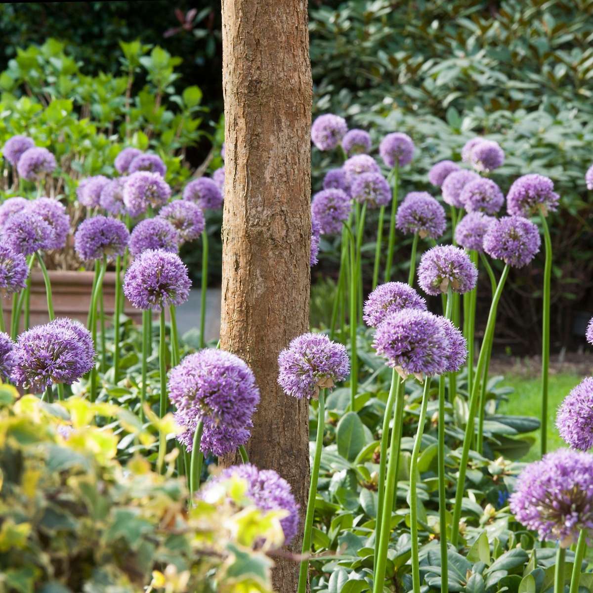 Alliumzwiebeln - 16 Stk - Allium 'Gladiator' - Blumenzwiebeln - Lila