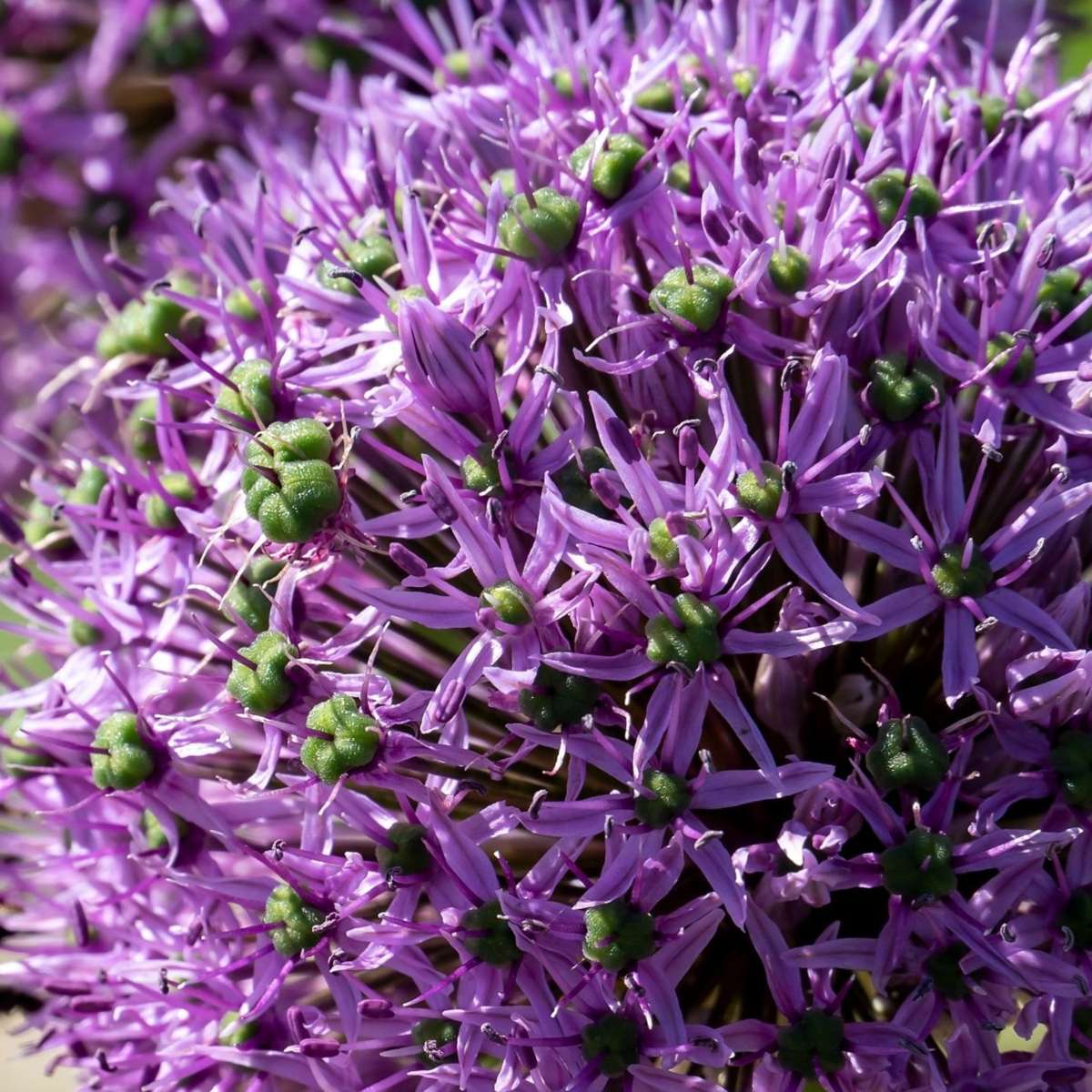 Alliumzwiebeln - 16 Stk - Allium 'Gladiator' - Blumenzwiebeln - Lila