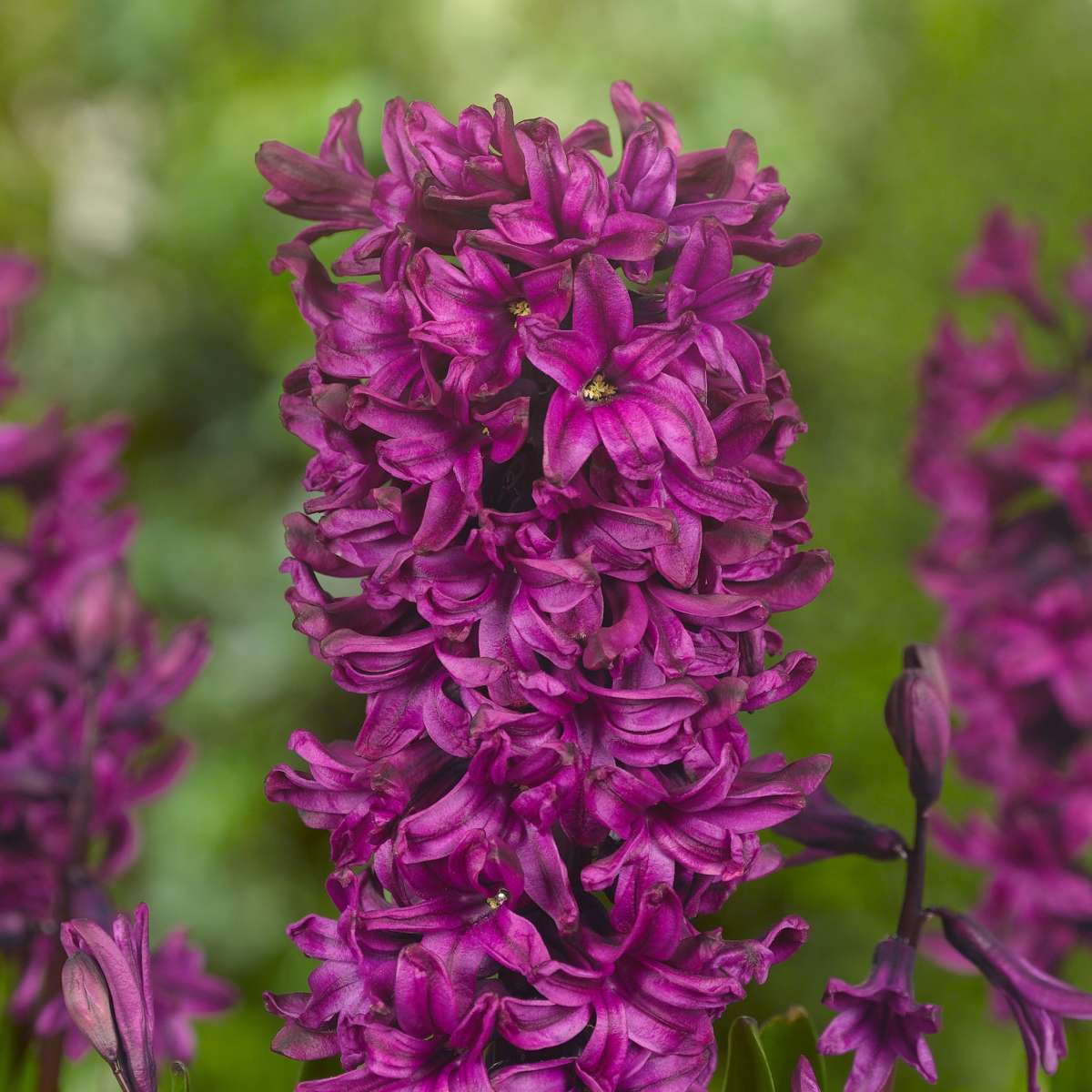 Hyacinth Hyazinthenzwiebeln - 20 Stk - Hyacinthus - Blumenzwiebeln - Mehrfarbig