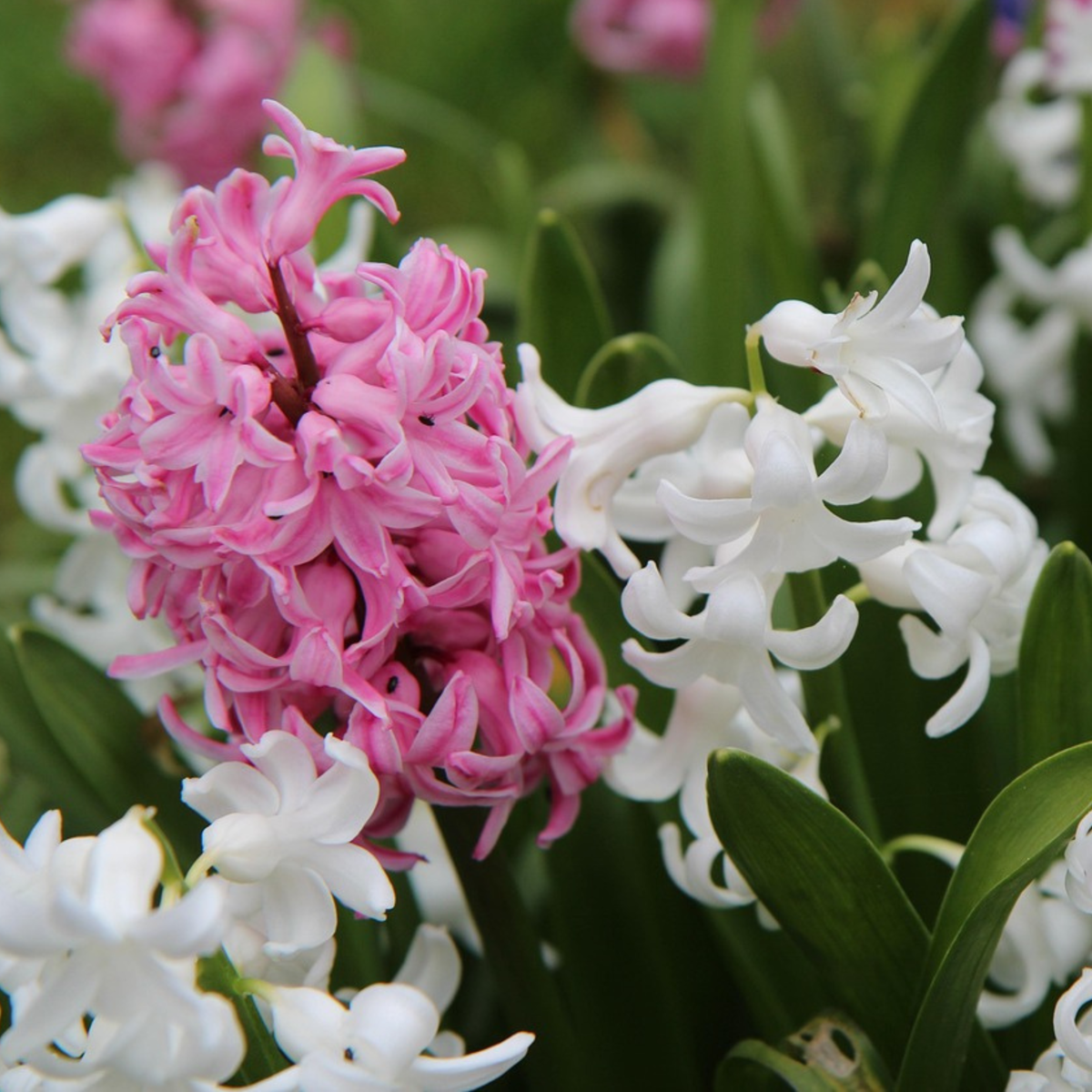 Hyacinth Hyazinthenzwiebeln - 20 Stk - Hyacinthus - Blumenzwiebeln - Mehrfarbig