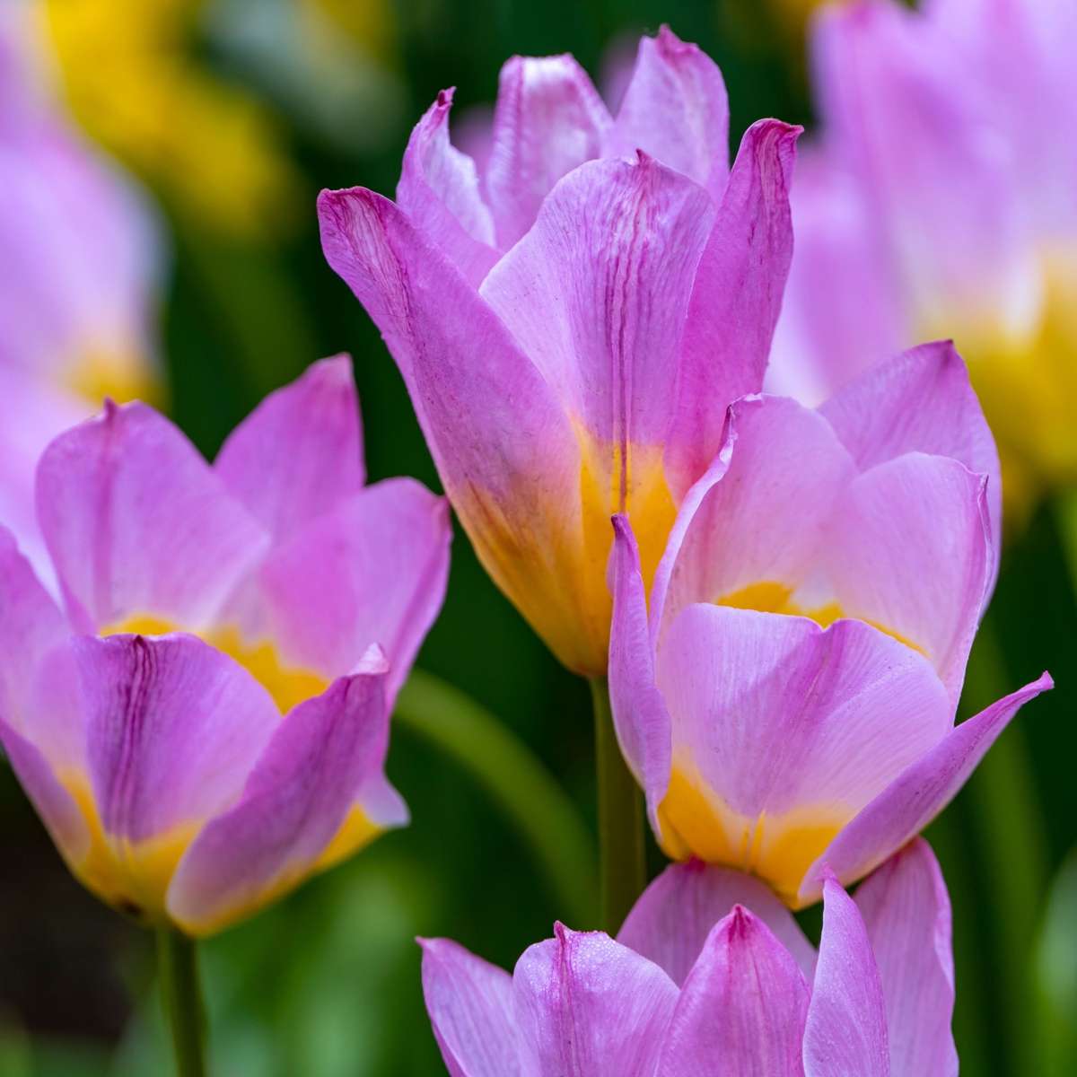 Tulip Tulpenzwiebeln - 100 Stk - Tulipa 'Lilac Wonder' - Blumenzwiebeln - Mehrfarbig
