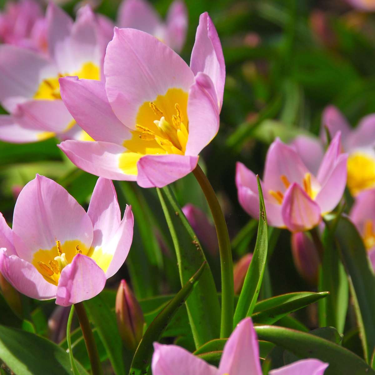 Tulip Tulpenzwiebeln - 100 Stk - Tulipa 'Lilac Wonder' - Blumenzwiebeln - Mehrfarbig