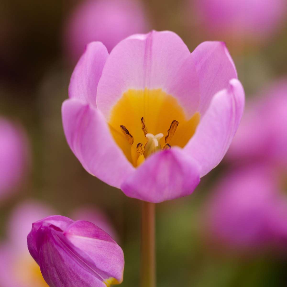 Tulip Tulpenzwiebeln - 100 Stk - Tulipa 'Lilac Wonder' - Blumenzwiebeln - Mehrfarbig