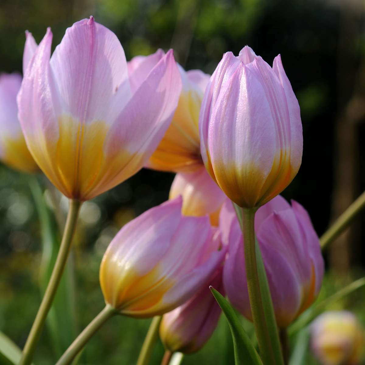 Tulip Tulpenzwiebeln - 100 Stk - Tulipa 'Lilac Wonder' - Blumenzwiebeln - Mehrfarbig