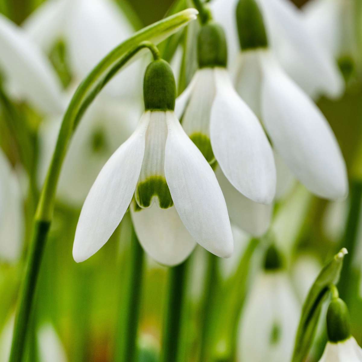 Other Types Of Flower Bulbs Schneeglöckchen - 50 Stk - Galanthus Elwesii - Blumenzwiebeln - Weiß
