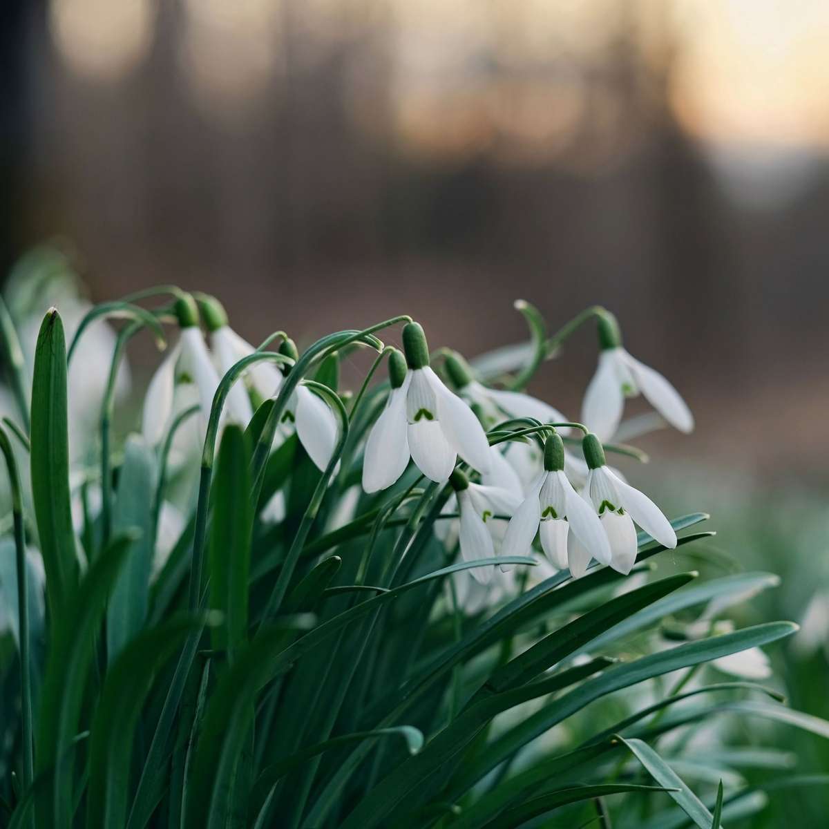 Other Types Of Flower Bulbs Schneeglöckchen - 50 Stk - Galanthus Elwesii - Blumenzwiebeln - Weiß