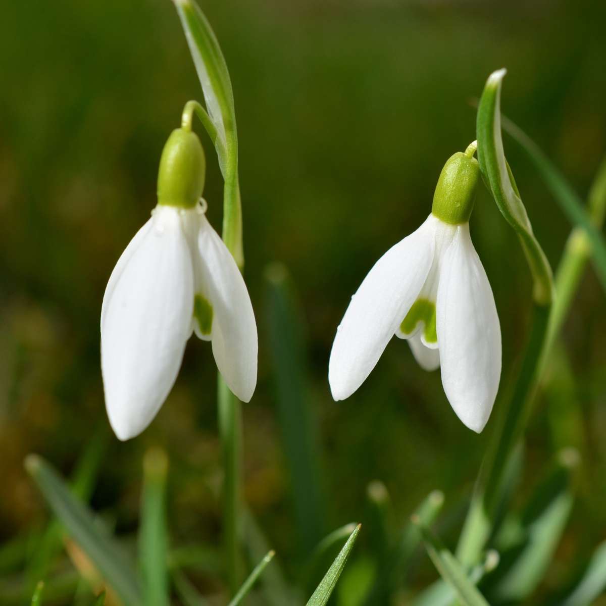 Other Types Of Flower Bulbs Schneeglöckchen - 50 Stk - Galanthus Elwesii - Blumenzwiebeln - Weiß