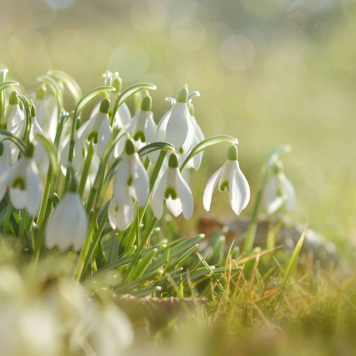 Other Types Of Flower Bulbs Schneeglöckchen - 50 Stk - Galanthus Elwesii - Blumenzwiebeln - Weiß