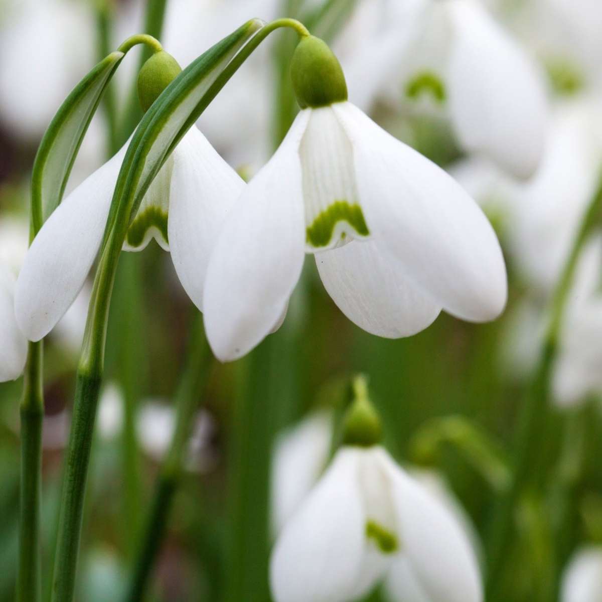 Other Types Of Flower Bulbs Schneeglöckchen - 50 Stk - Galanthus Elwesii - Blumenzwiebeln - Weiß