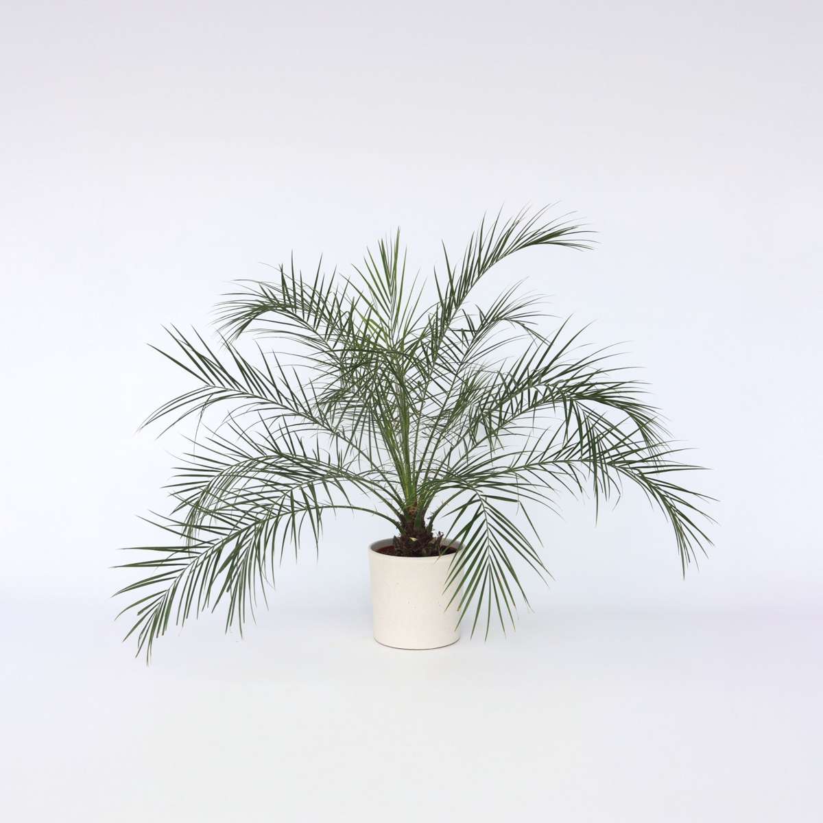 Indoor Palms Zwergdattelpalme - Phoenix Roebelenii - Höhe 80-90Cm - ⌀21Cm