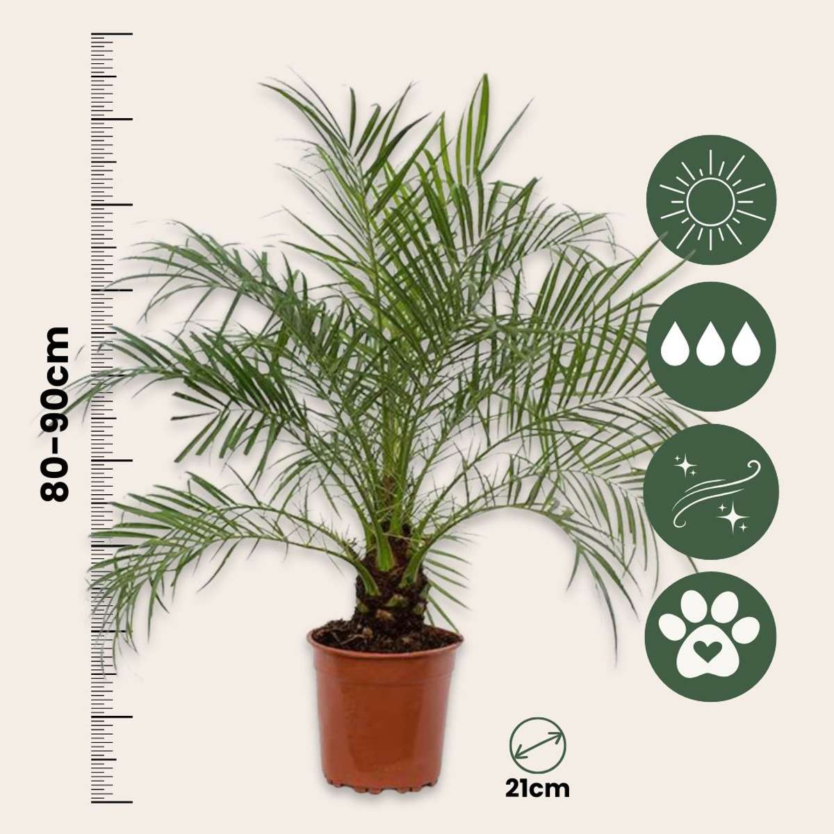 Indoor Palms Zwergdattelpalme - Phoenix Roebelenii - Höhe 80-90Cm - ⌀21Cm