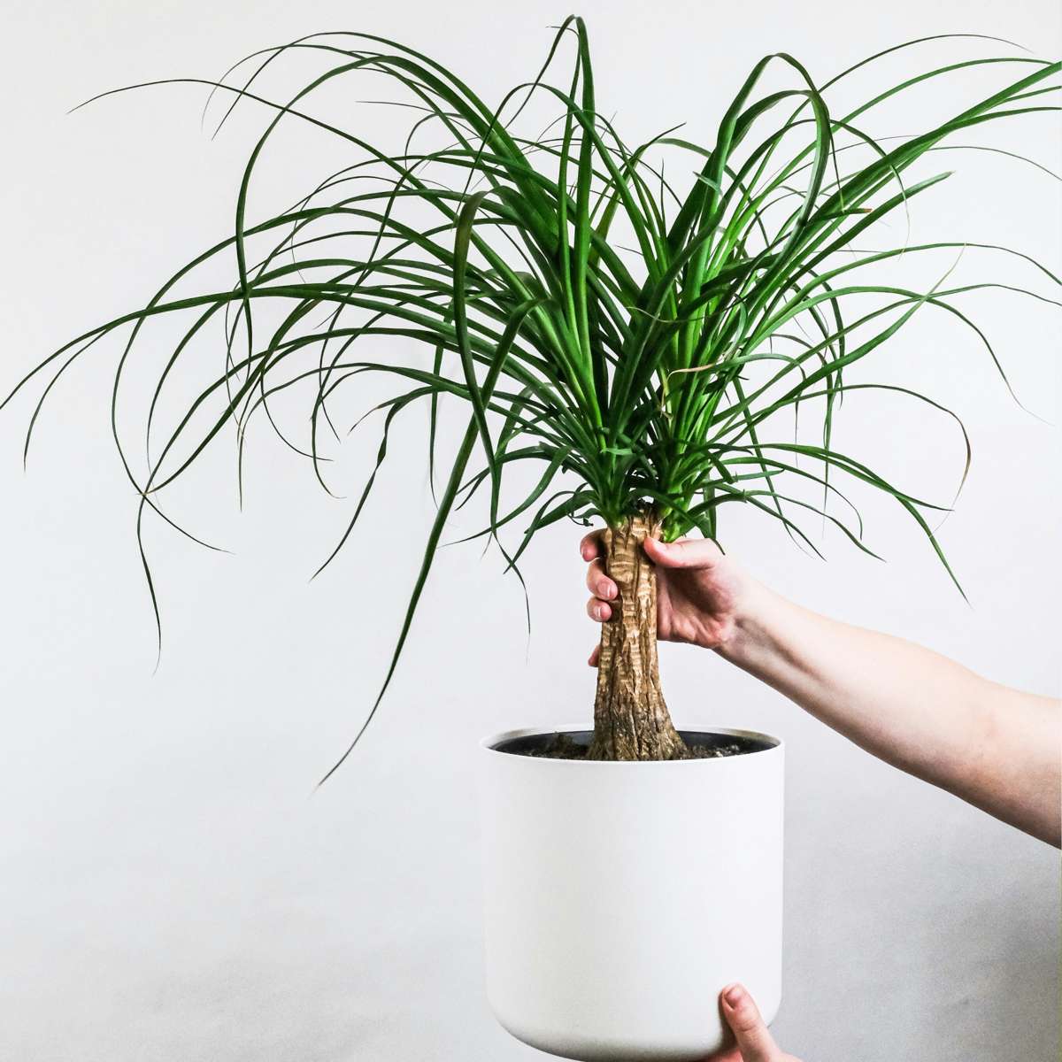 Other Green Houseplants Elefantenfuß - Beaucarnea 'Recurvata' - Höhe 60-70Cm - ⌀21Cm