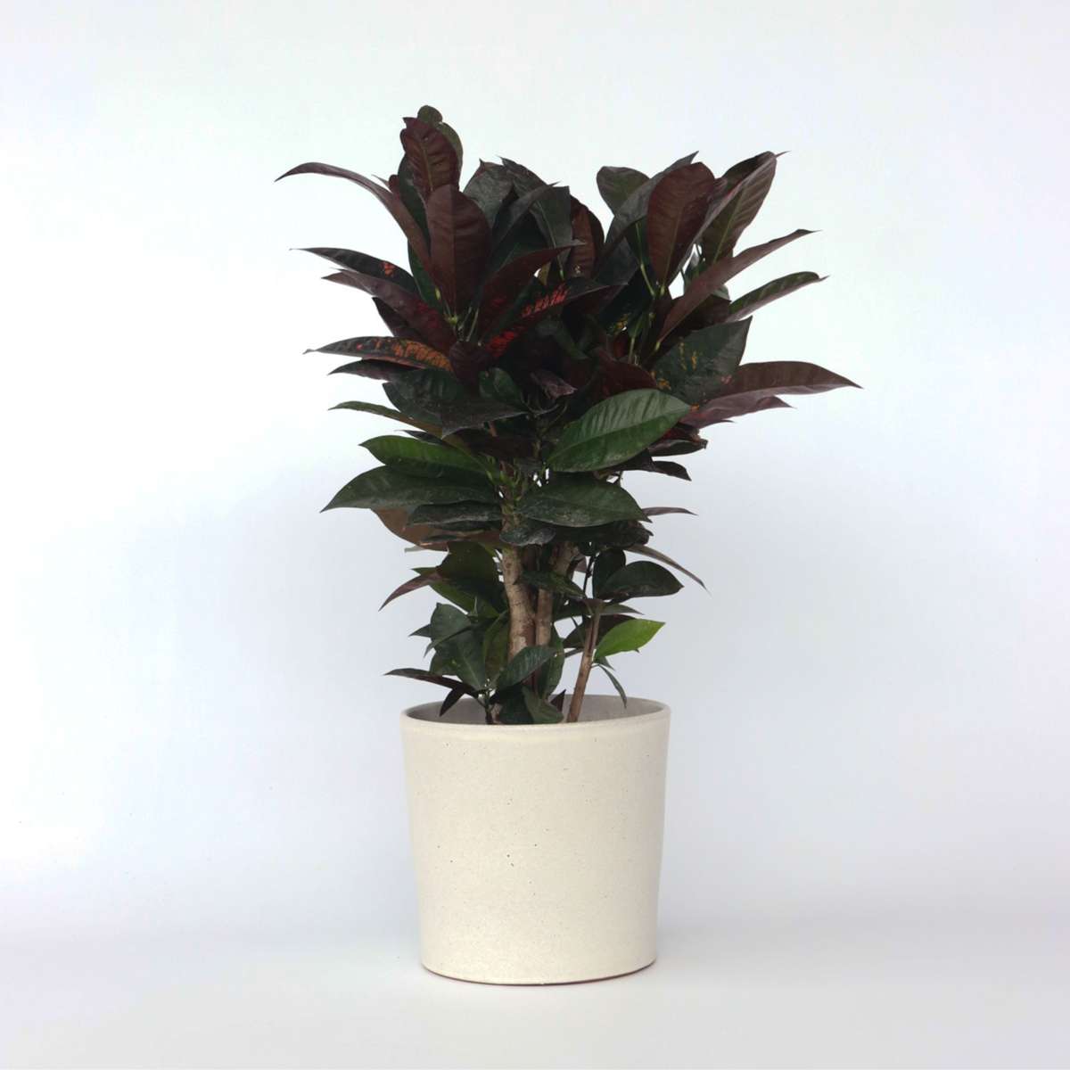 Other Green Houseplants Kroton - Codiaeum Variegatum 'Mrs. Iceton' - Höhe 60-70Cm - ⌀19Cm