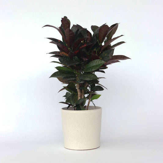 Other Green Houseplants Kroton - Codiaeum Variegatum 'Mrs. Iceton' - Höhe 60-70Cm - ⌀19Cm
