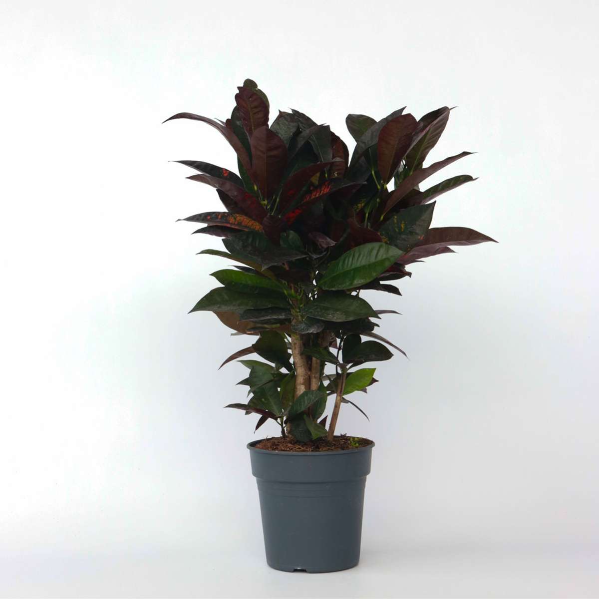 Other Green Houseplants Kroton - Codiaeum Variegatum 'Mrs. Iceton' - Höhe 60-70Cm - ⌀19Cm