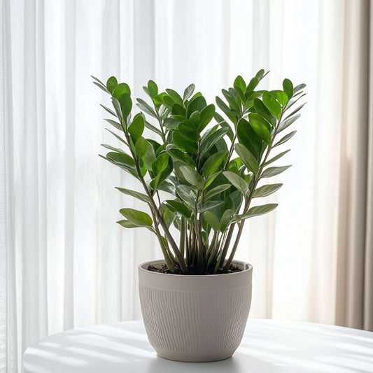 Other Green Houseplants Glücksfeder - Zamioculcas Emerald - Höhe 70-80Cm - ⌀21Cm