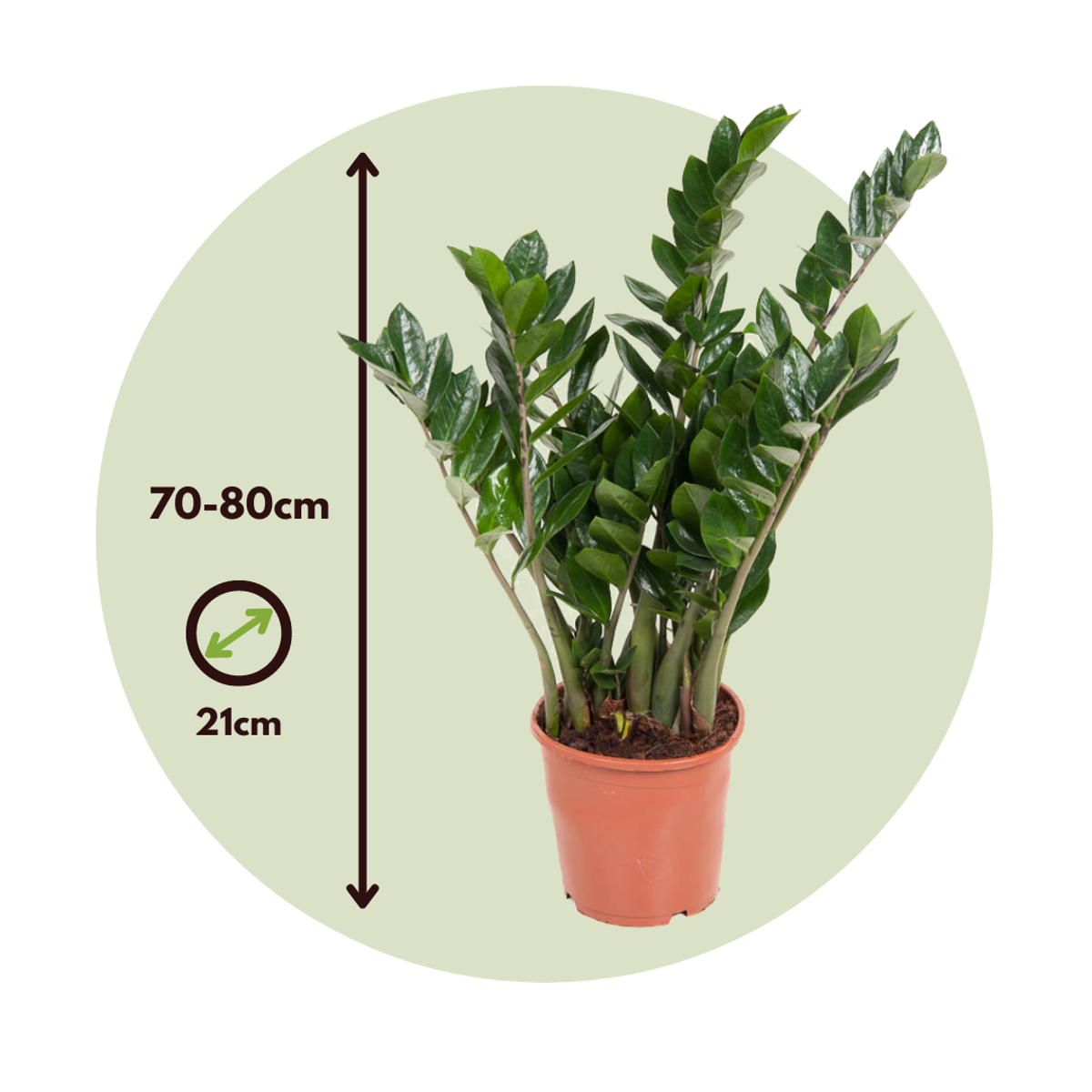 Other Green Houseplants Glücksfeder - Zamioculcas Emerald - Höhe 70-80Cm - ⌀21Cm