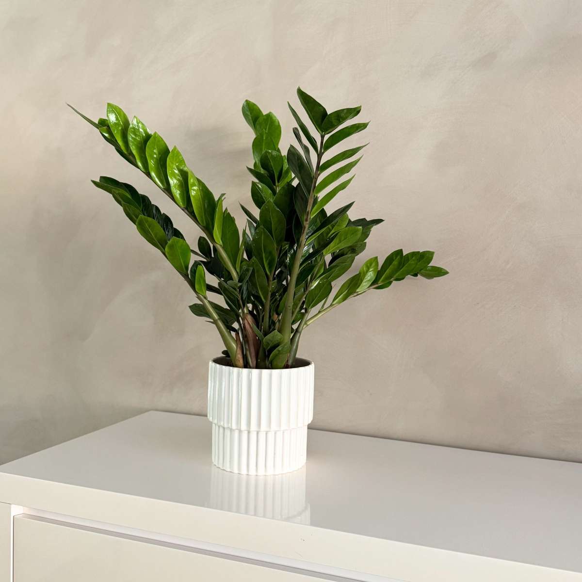Other Green Houseplants Glücksfeder - Zamioculcas Emerald - Höhe 70-80Cm - ⌀21Cm