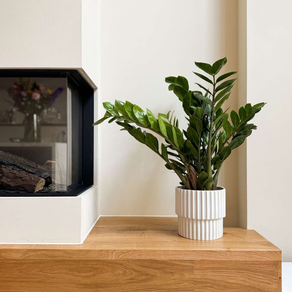 Other Green Houseplants Glücksfeder - Zamioculcas Emerald - Höhe 70-80Cm - ⌀21Cm