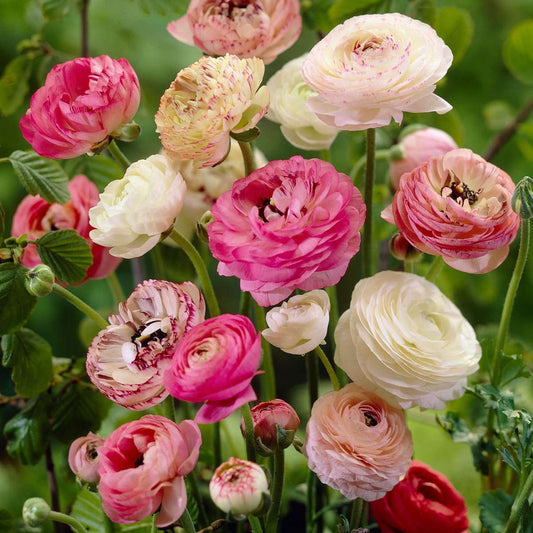 Other Types Of Flower Bulbs Ranunkeln - 40 Stk - Ranunculus - Blumenzwiebeln - Mehrfarbig