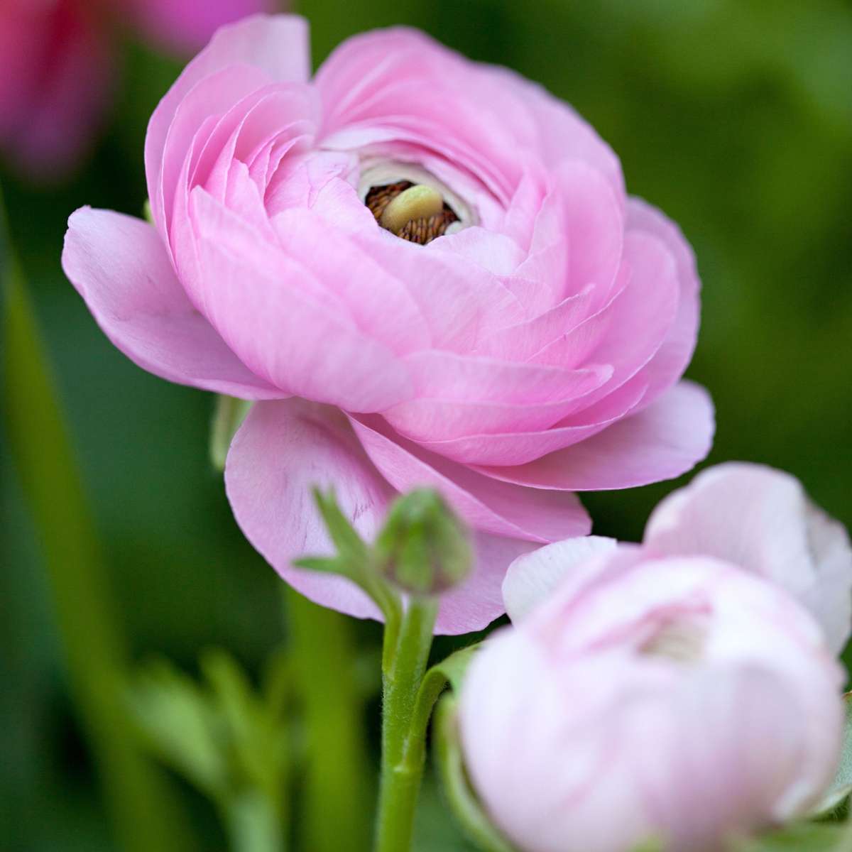 Other Types Of Flower Bulbs Ranunkeln - 40 Stk - Ranunculus - Blumenzwiebeln - Mehrfarbig