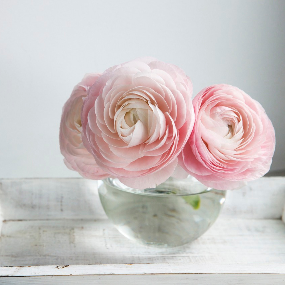 Other Types Of Flower Bulbs Ranunkeln - 40 Stk - Ranunculus - Blumenzwiebeln - Mehrfarbig