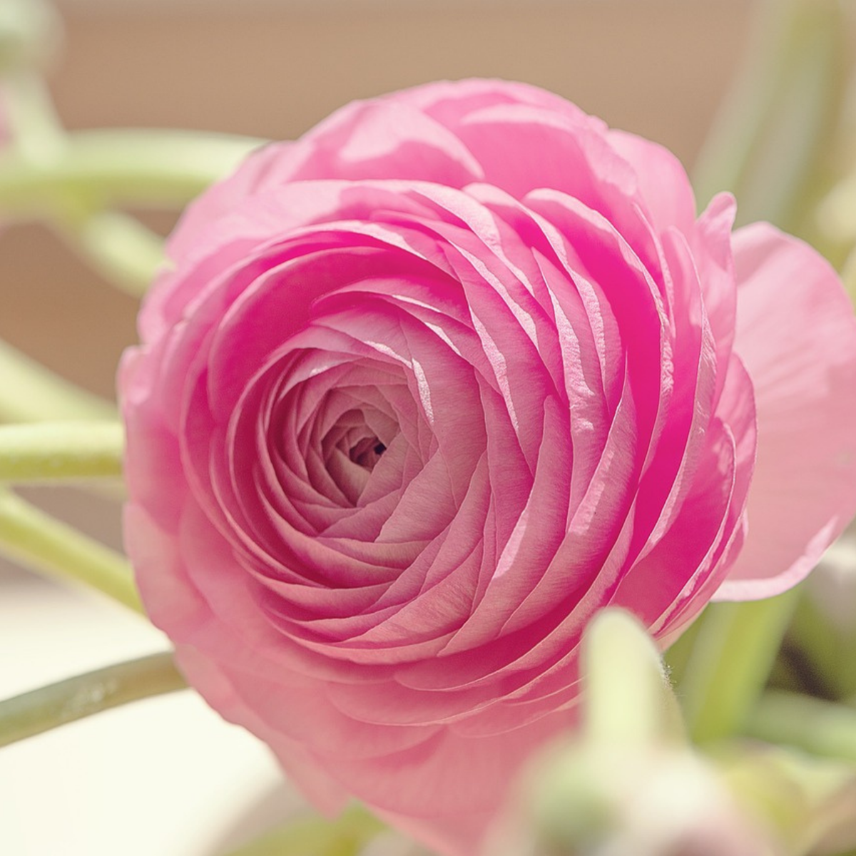 Other Types Of Flower Bulbs Ranunkeln - 40 Stk - Ranunculus - Blumenzwiebeln - Mehrfarbig