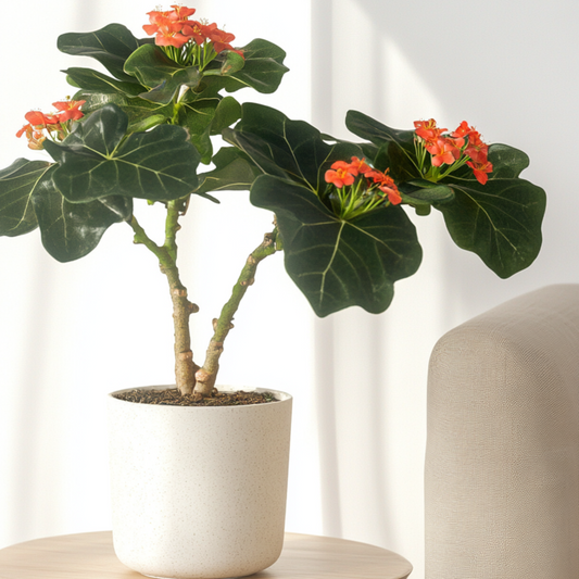 Blooming Houseplants Flaschenpflanze - 2 Stk - Jatropha Podagrica - Höhe 25-45Cm - ⌀13Cm