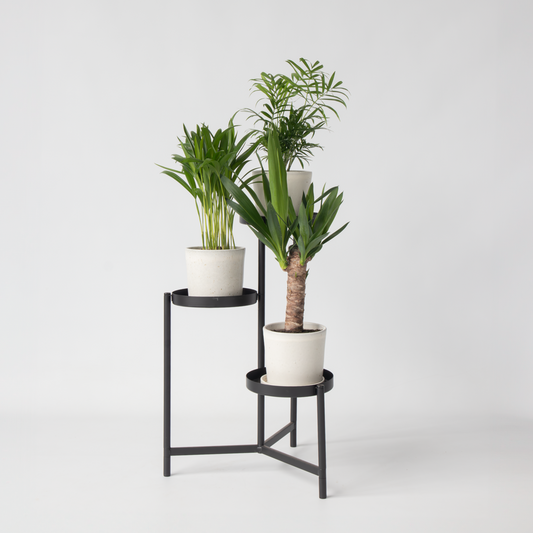 Indoor Palms Kleine Zimmerpalmen - 3 Stk - Mini Indoor Palm Mix - Höhe 25-40Cm - ⌀12Cm