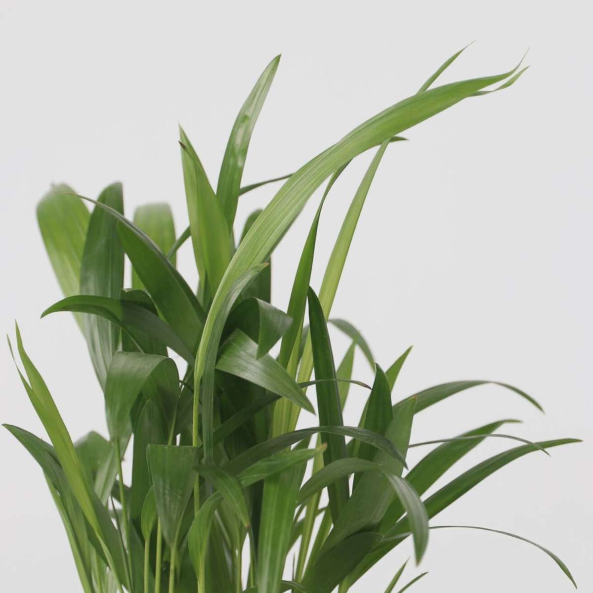 Indoor Palms Kleine Zimmerpalmen - 3 Stk - Mini Indoor Palm Mix - Höhe 25-40Cm - ⌀12Cm