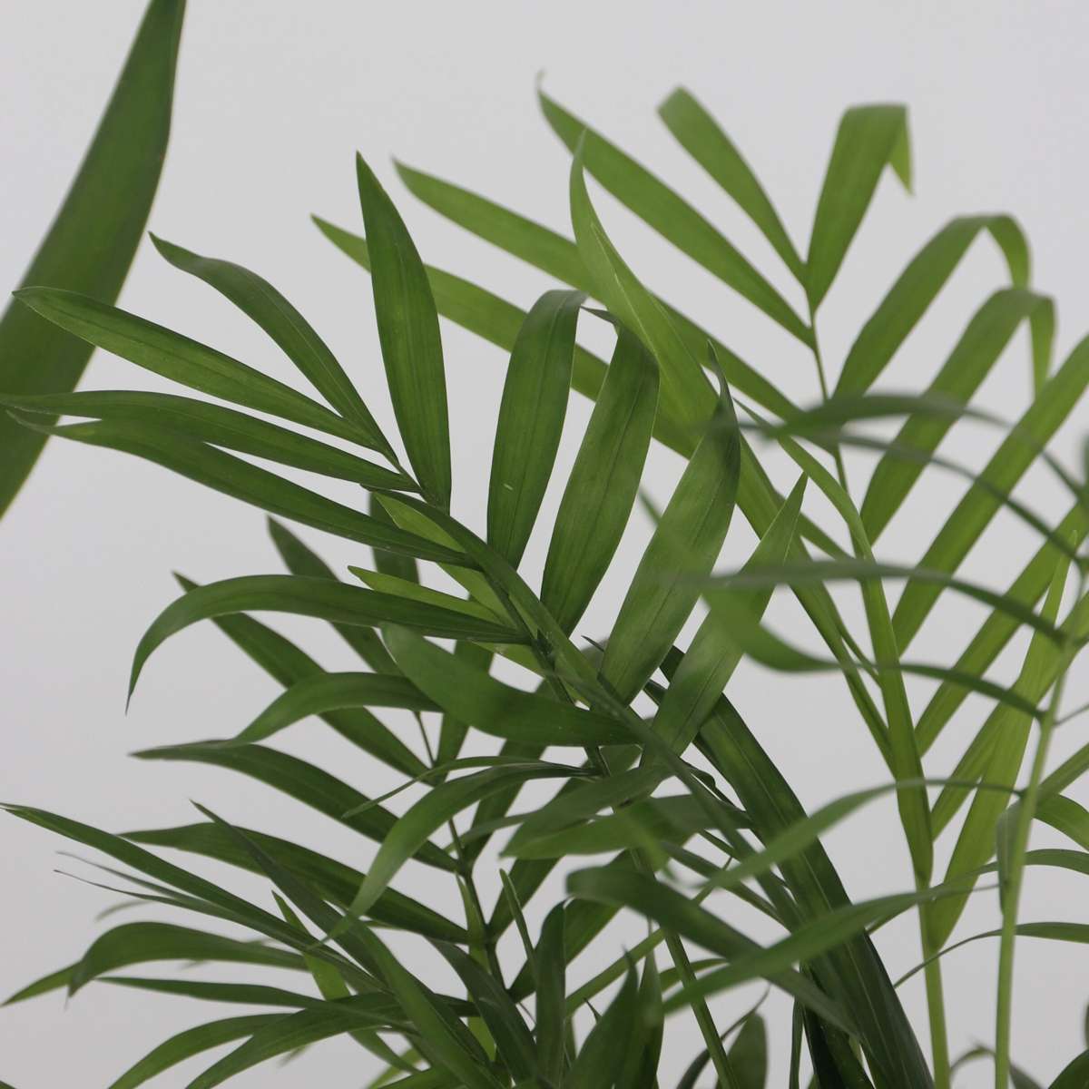 Indoor Palms Kleine Zimmerpalmen - 3 Stk - Mini Indoor Palm Mix - Höhe 25-40Cm - ⌀12Cm