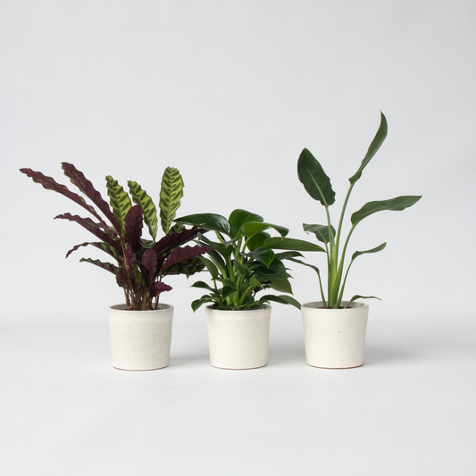 Philodendron Tropischer Mix - 3 Stk - Höhe 25-40Cm - ⌀12Cm