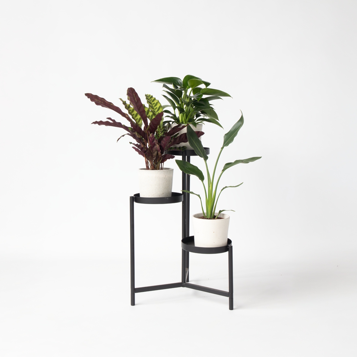 Philodendron Tropischer Mix - 3 Stk - Höhe 25-40Cm - ⌀12Cm