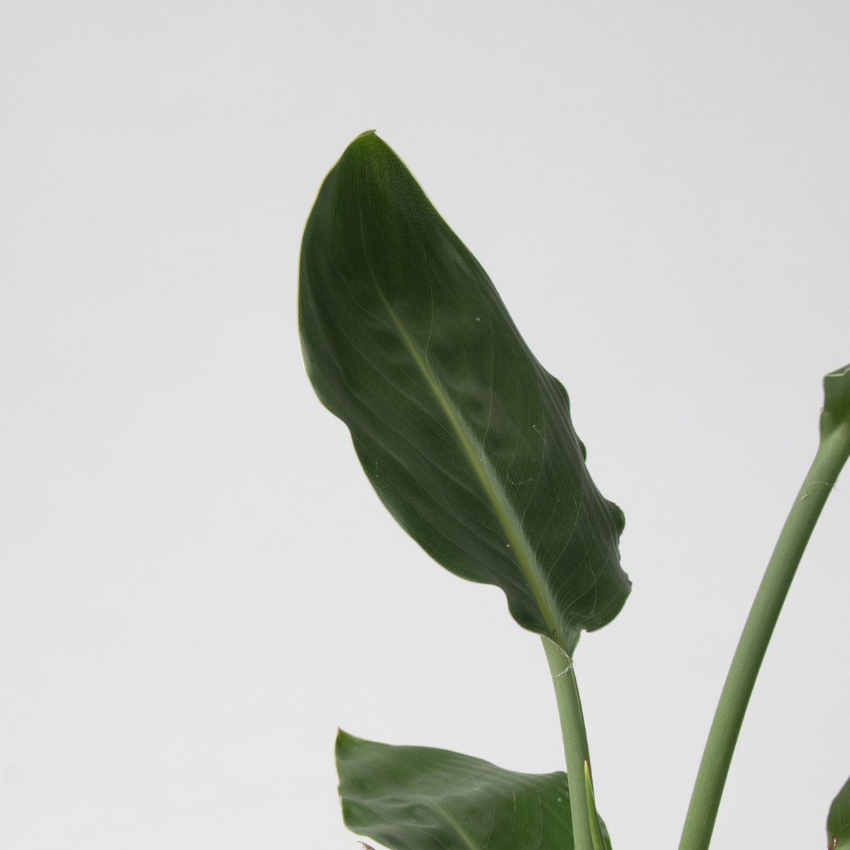 Philodendron Tropischer Mix - 3 Stk - Höhe 25-40Cm - ⌀12Cm