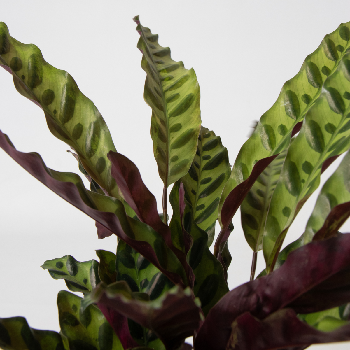 Philodendron Tropischer Mix - 3 Stk - Höhe 25-40Cm - ⌀12Cm