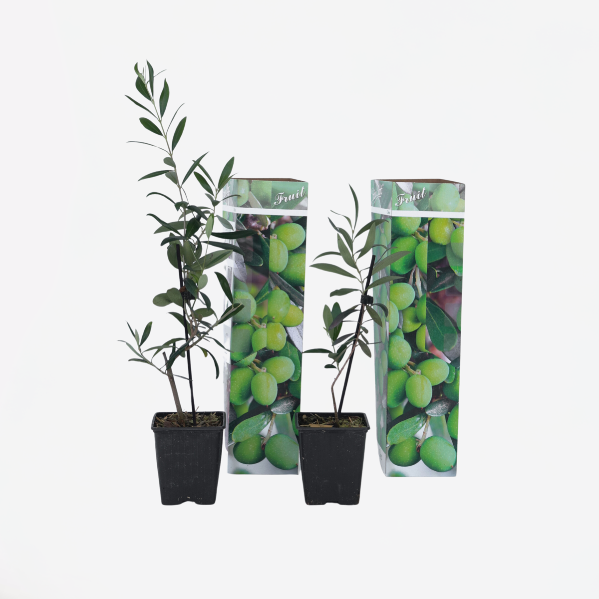Olive Trees Olivenbaum - 2 Stk - Olea Europaea - Höhe 25-40Cm - ⌀9Cm