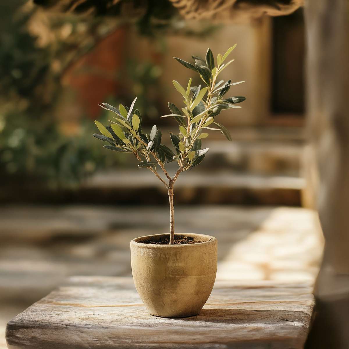 Olive Trees Olivenbaum - 2 Stk - Olea Europaea - Höhe 25-40Cm - ⌀9Cm