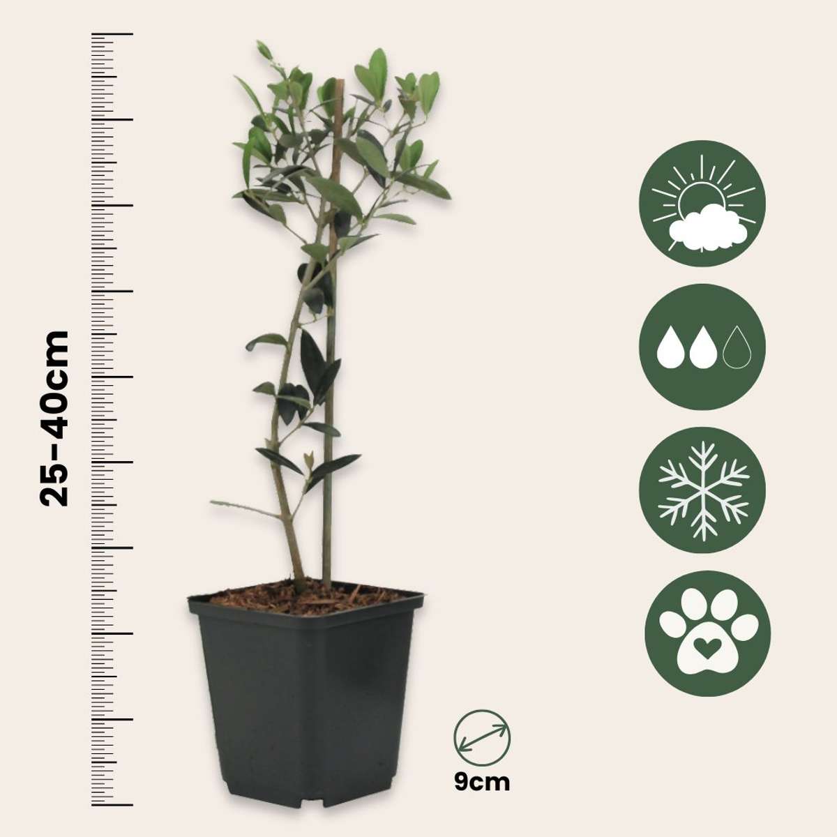 Olive Trees Olivenbaum - 2 Stk - Olea Europaea - Höhe 25-40Cm - ⌀9Cm